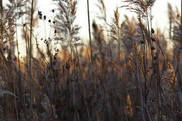Dry herbs in late autumn