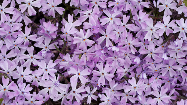 Flowers phlox styloid pink with purple center in the spring in the garden in the flowerbed. close to many colors