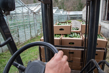 Delivery of the harvest of fresh cucumbers. Transportation of the cucumber crop. Fresh cucumbers in a box.