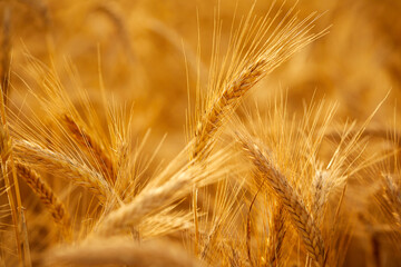 Ripe wheat field, organic farm