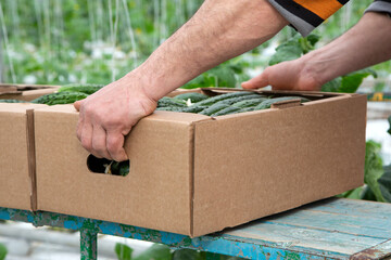 A male farmer picks fresh cucumbers from his greenhouse into cardboard boxes. The farmer harvests...