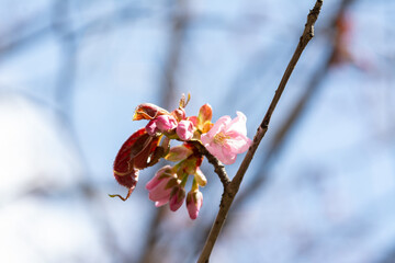 Blooming branches of the sakura tree closeup. Wild cherry blossoms with pink petals in the garden or park