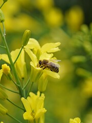 bee on a flower