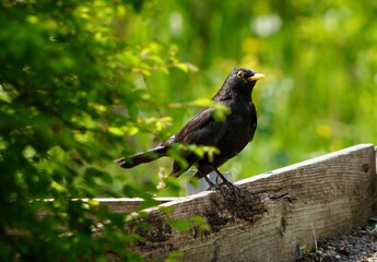 blackbird on a branch