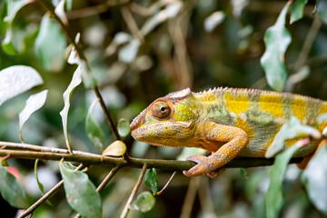 A  close-up of a chameleon in disguise colors at Zoo Zurich, Switzerland