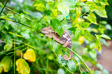 A chameleon at Zoo Zurich, Switzerland