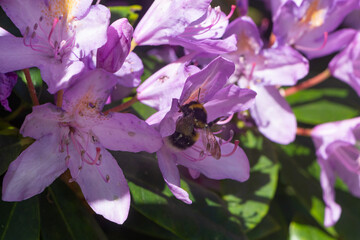 Bee on rhododendron flowers in a garden