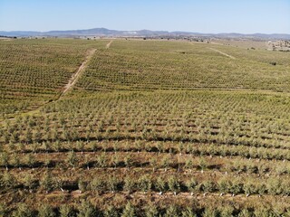 Line of Intensive olive trees plantation, young plants in Spain, ecological plantation, biodynamic agriculture. Aerial photo.