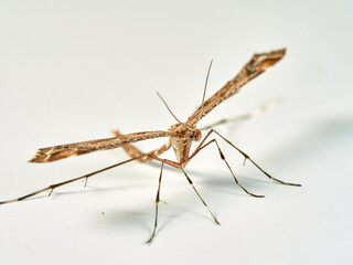 Plume moth on a white background. Pterophoridae    