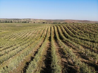 Line of Intensive olive trees plantation, young plants in Spain, ecological plantation, biodynamic agriculture. Aerial photo.