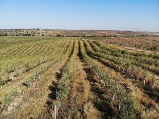 Line of Intensive olive trees plantation, young plants in Spain, ecological plantation, biodynamic agriculture. Aerial photo.