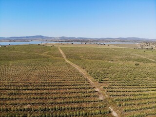 Line of Intensive olive trees plantation, young plants in Spain, ecological plantation, biodynamic agriculture. Aerial photo.