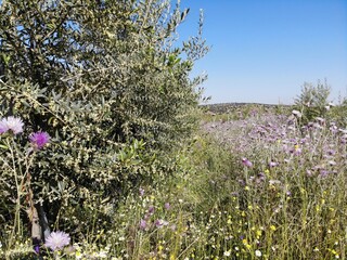 Line of Intensive olive trees plantation, young plants in Spain, ecological plantation, biodynamic agriculture. Aerial photo.