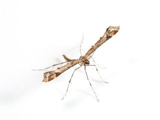 Plume moth on a white background. Pterophoridae    