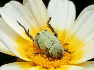 Monkey beetle on a flower. Genus hoplia.    