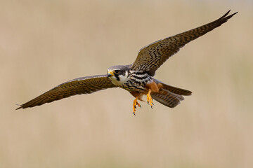 Eurasian hobby in flight