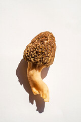 morels on the white background