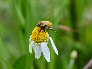 Monkey beetle on a flower. Genus hoplia.    