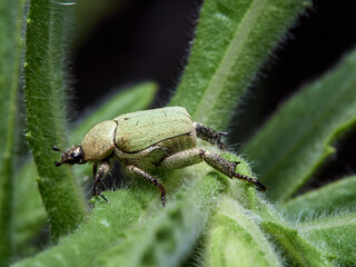 Monkey beetle on a flower. Genus hoplia.    