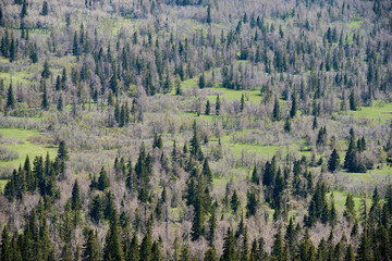 Aerial view of mixed woodland with pines and birches in national park, the Urals, Russia