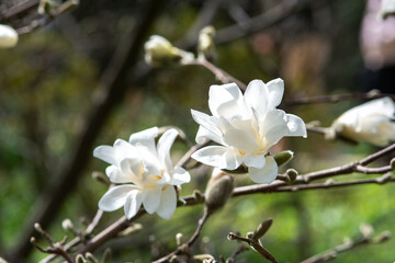 White magnolia flowers on a branch close-up. Beautiful blooming spring tree in the park	