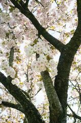 Sakura in bloom. Beautiful branches of white-pink blossoming cherry, in springtime. 
