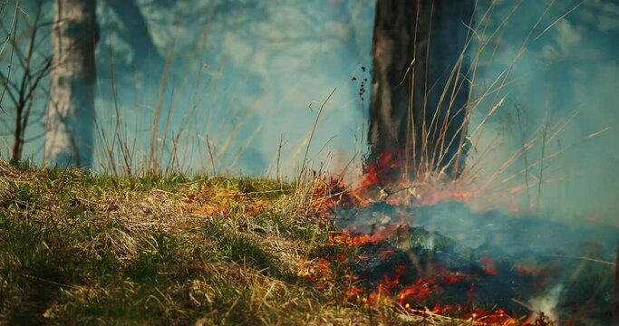 Cinematic establishing shot of a wildfire spreading through lush green forest. Closeup view. Climate change. Natural disaster. 4K.
