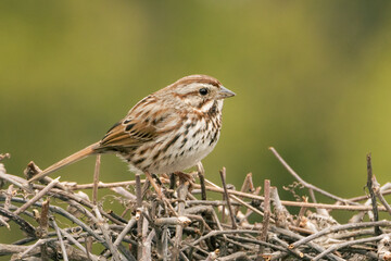 Small Song Sparrow in my grapevine