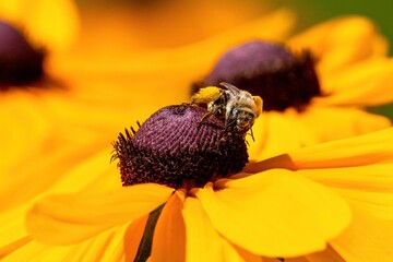 A Female Long-Horned Bee moving across a Black-Eyed Susan flower carrying a dense load of pollen on her hind legs.
