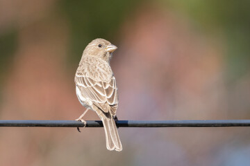 Small female house finch perched in my garden