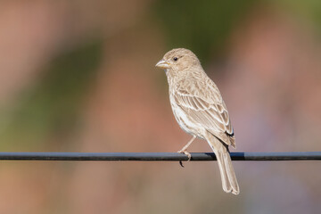 Small female house finch perched in my garden