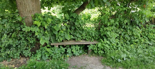 Bench in nature. Ukrainian beautiful village, perfect landscape of the grass, trees. Country style. Green Park.