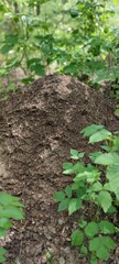 An anthill on the grass in the forest. Beautiful nature. Green trees and grass. Ukrainian village, rustic style.