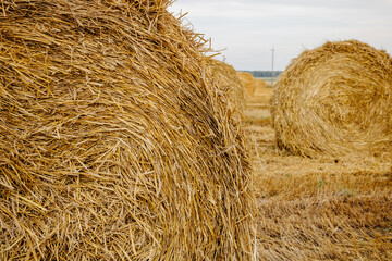 
Bright golden texture of cut and scattered straw.
Yellow golden straw bales of hay in stubble, agricultural field under blue sky with clouds
