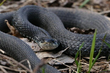 A snake, a large snake in the spring forest, in dry grass in its natural habitat, basking in the sun.
