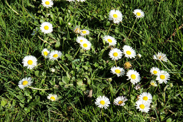 daisies in the grass