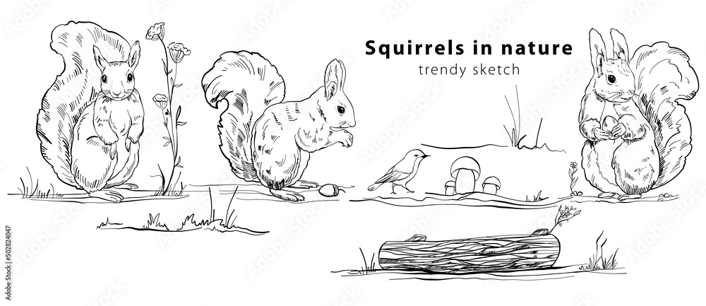 Wall mural banner with cute squirrels in different poses, on a log, with a nut with a bird