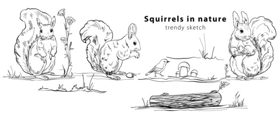 Fototapeta premium Banner with cute squirrels in different poses, on a log, with a nut with a bird