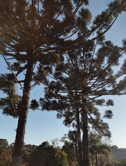 Araucárias