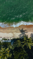 Tropical Beach Nature Palm Threes Brasil Atlantic Rain Forest South Bahia Brazil 