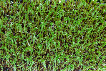 Green sprouts from black lentil seeds. Green healthy microgreens texture background.