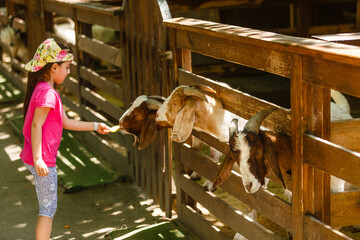 Fototapeta na wymiar little girl prepares animals in the contact zoo. Feeding barnyard animals