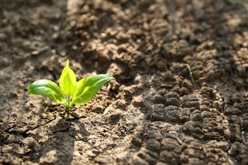 Young green seedling growing in dry soil on spring day, closeup. Hope concept