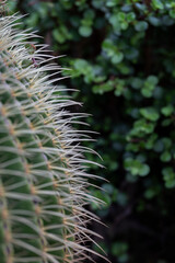 Close up of cactus thorns.