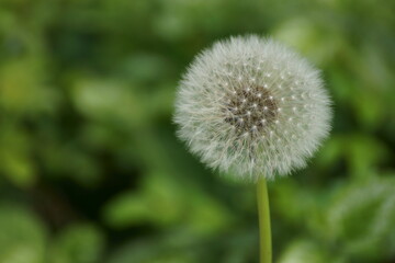 dandelion in the grass