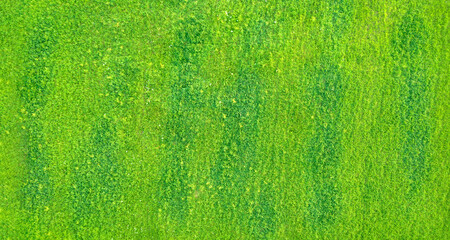 Drone view of fresh yellow green lawn with dark green spots, aerial abstract texture