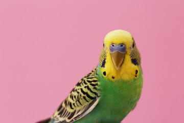 Beautiful parrot on pink background, space for text. Exotic pet