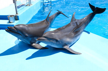 Cute grey dolphins at poolside on sunny day