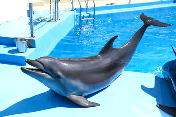 Cute grey dolphin at poolside on sunny day
