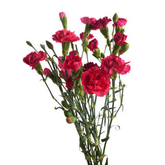 Branch pink carnation flowers isolated on white background